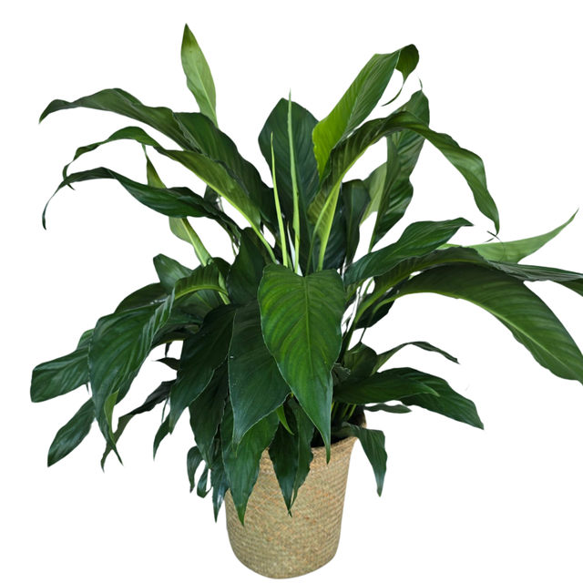 Plants | 731 Florals